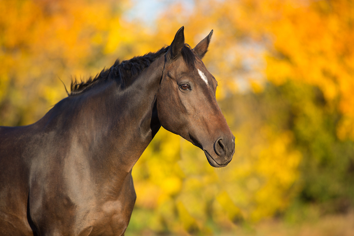 Adopting a Companion Horse – Horse Illustrated