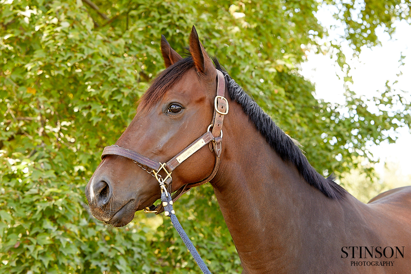 ASPCA Correct Horse Adoptable Horse of the Week: My Man Ira