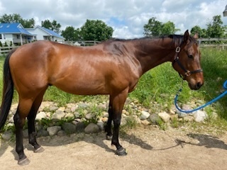 ASPCA Appropriate Horse Adoptable Horse of the Week: TJ