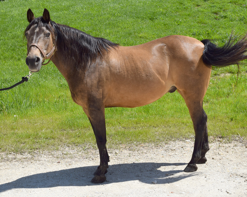 ASPCA Correct Horse Adoptable Horse of the Week: Xanthus