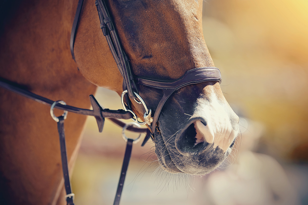 Horse Bits: Finding the Right Bit for Your Horse