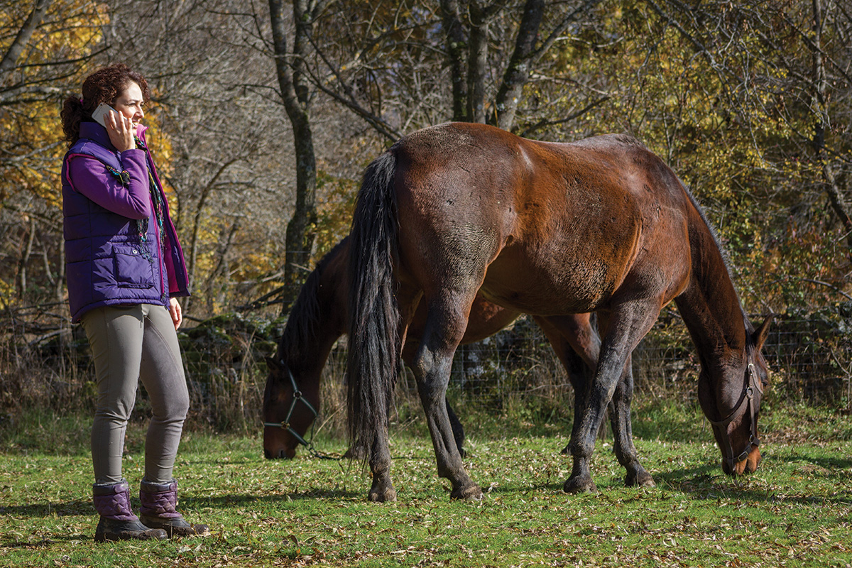 A Horse Proprietor’s Most Powerful Selections