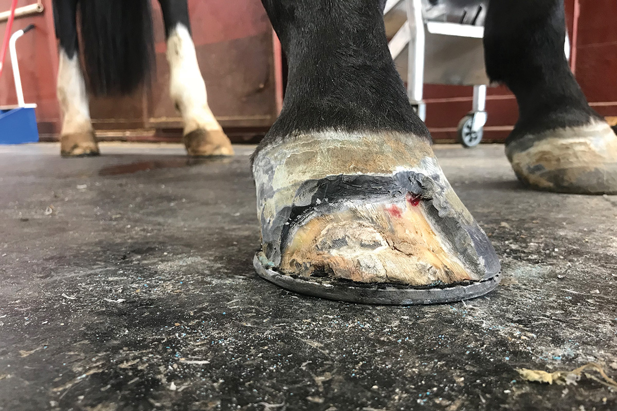 White Line Sickness in Horses: An Overview