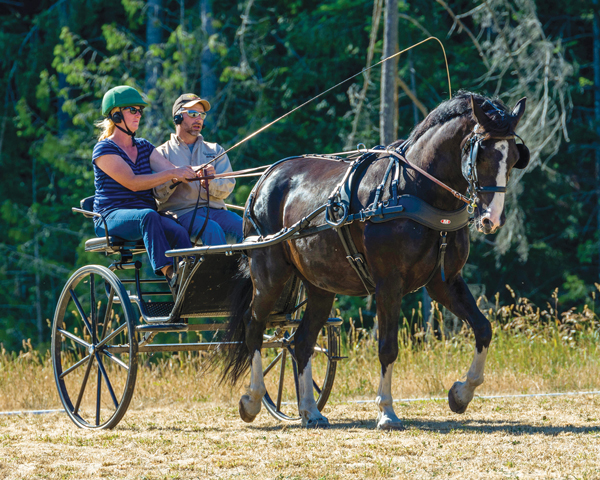 How one can Get Started Driving Horses