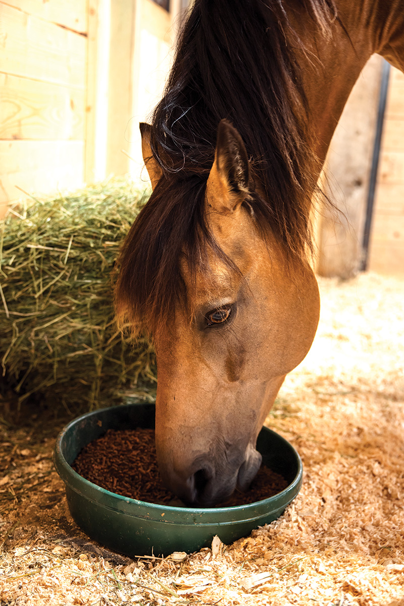 Widespread Horse Feeding Errors to Steer clear of